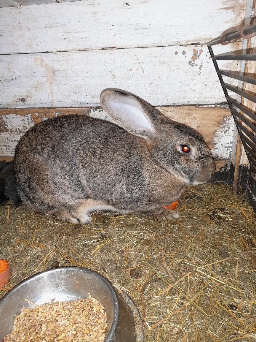 Młode zdrowe króliki samce i samice