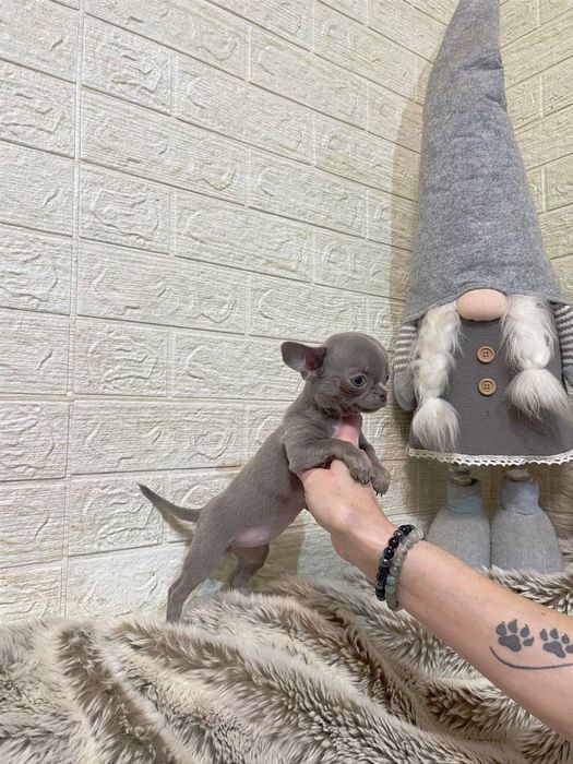 Лілова краля чихуахуа