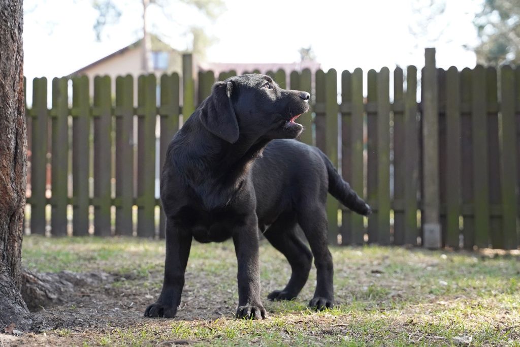 Labrador retriever czarny piesek  Zkwp gotowy do odbioru