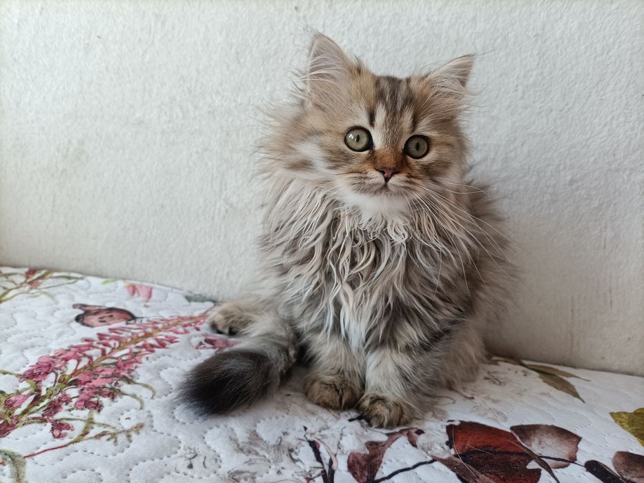 Kot brytyjski kotka brytyjska złota czekoladowe złoto FPl