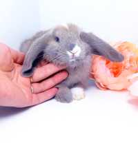 Карликовый мини кролик,карликові міні кролики,карликові кролики