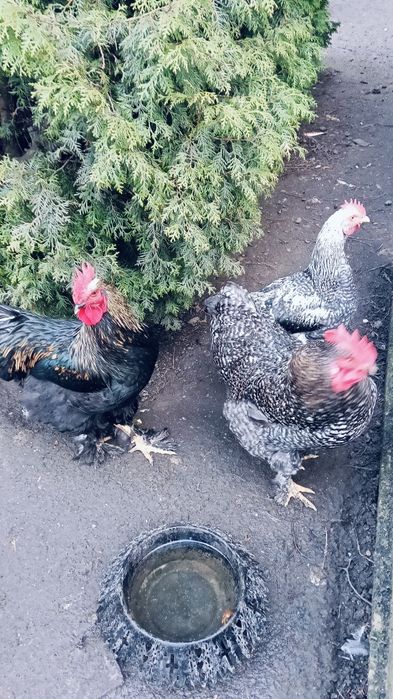 Koguty Kochiny tegoroczne.