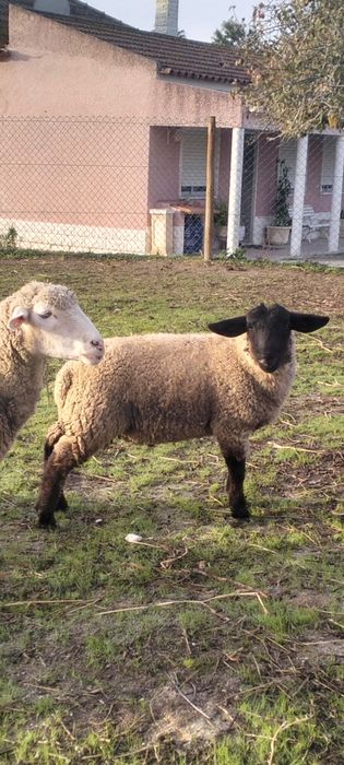 Borrego Suffolk  puro