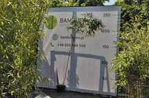 Bambus Phyllostachys vivax 'Aureocaulis' DUŻE SADZONKI!
