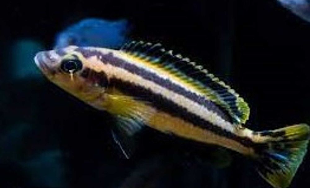 Melanochromis chipokae - PYSZCZAK - dowozimy, wysyłamy