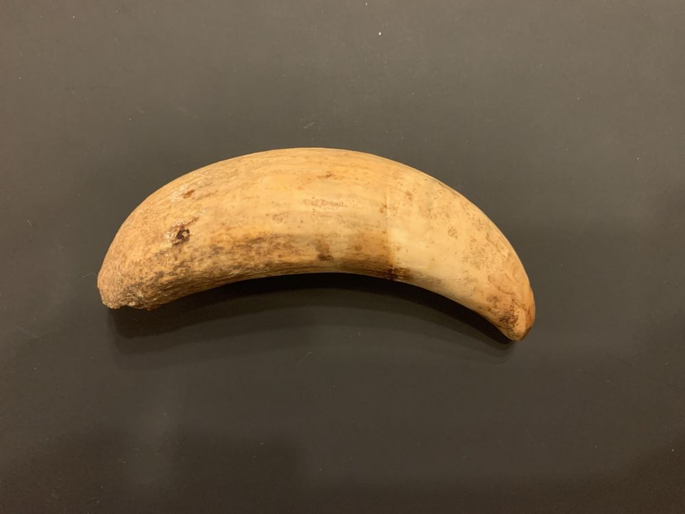 DENTE DE CACHALOTE