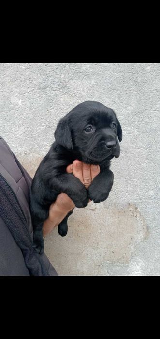 Labradora prete menina