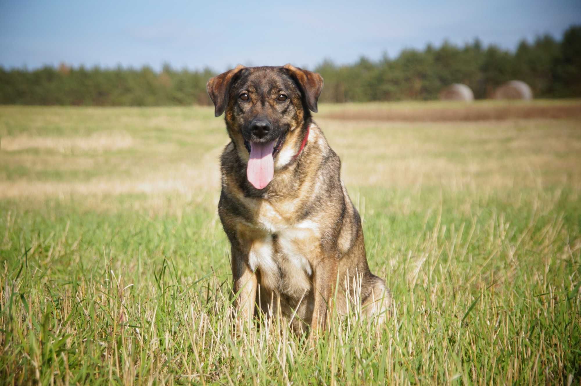 Pyza i Hipek cudne psiaki polecają się do adopcji