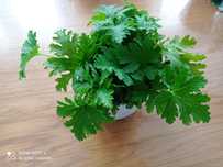 Anginka zaszczepki geranium pelargonia pachnąca lecznicza