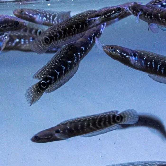 Wężogłów chiński – Channa asiatica 6-7cm. Cetarius