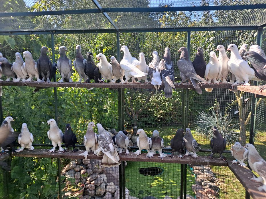 Takla Turecka gołąbki  akrobatyczne