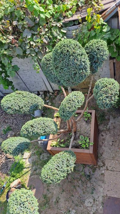 Продам Нівакі з ялівця