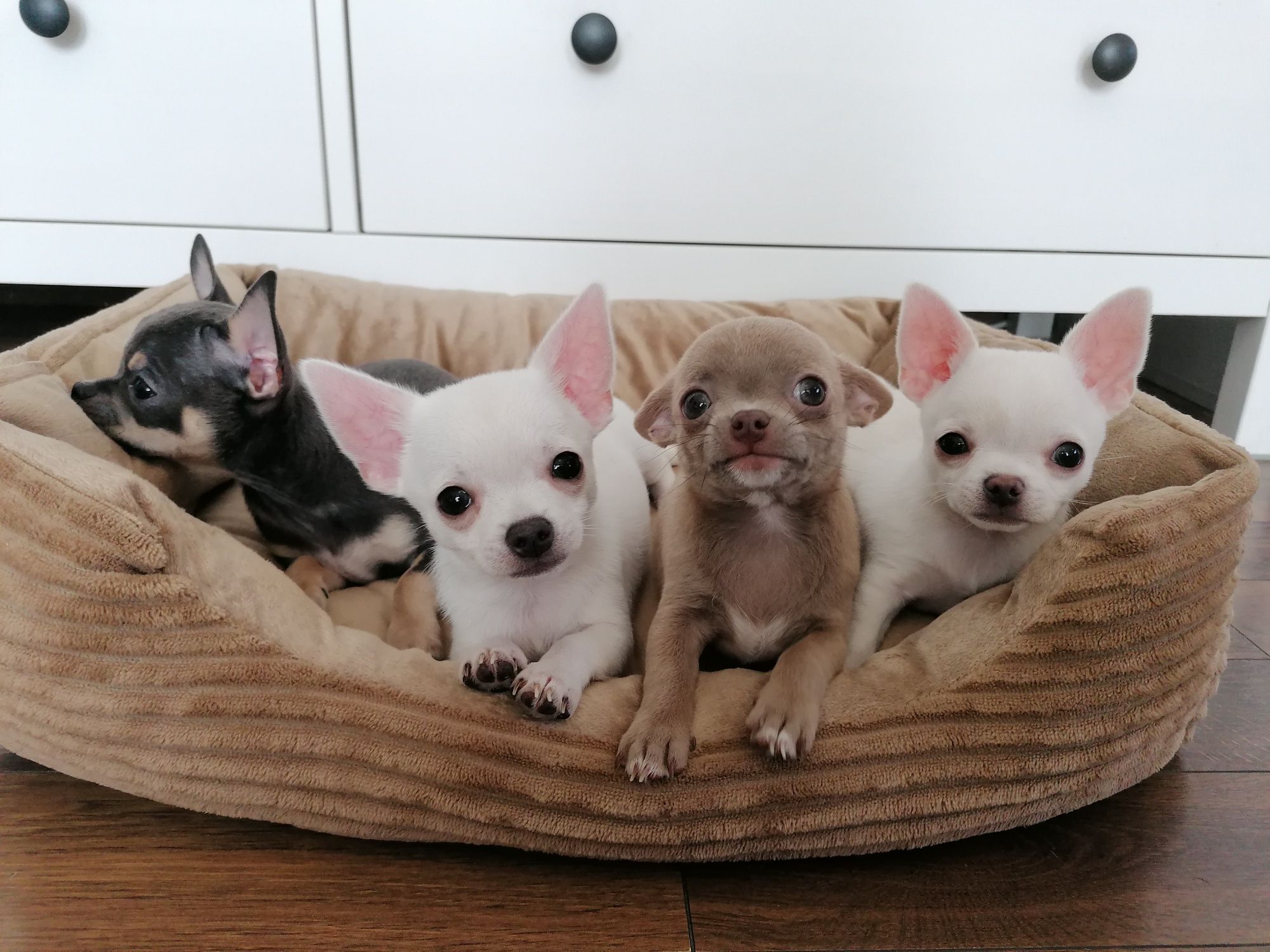 Chihuahua chłopiec