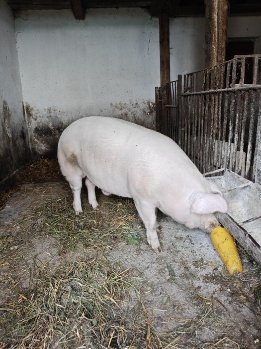 Продам свині (живою вагою)