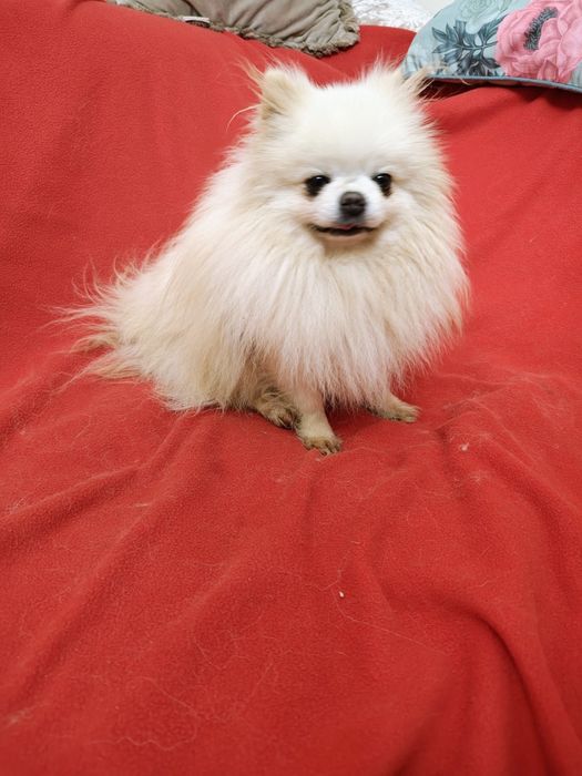 Piesek szpic miniaturowy