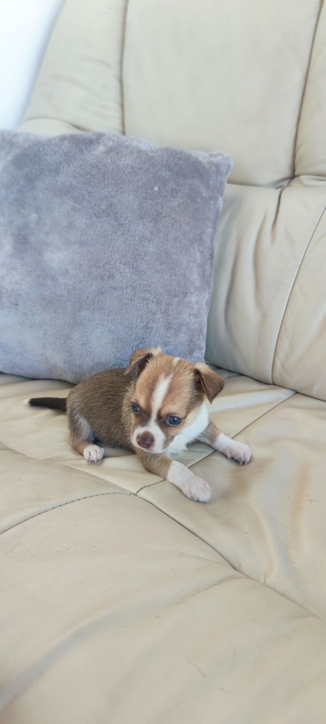 Chihuahua macho de pêlo curto