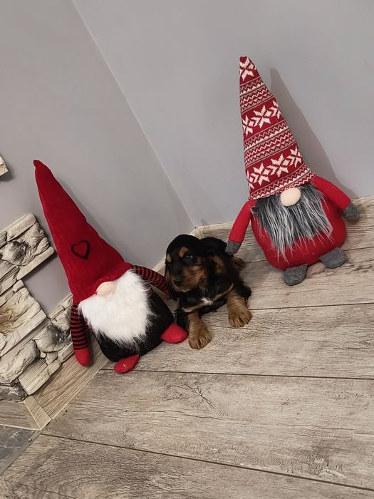 Cocker Spaniel Angielski