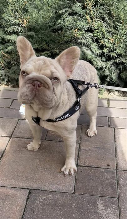 Девочка биг роп в редком окрасе