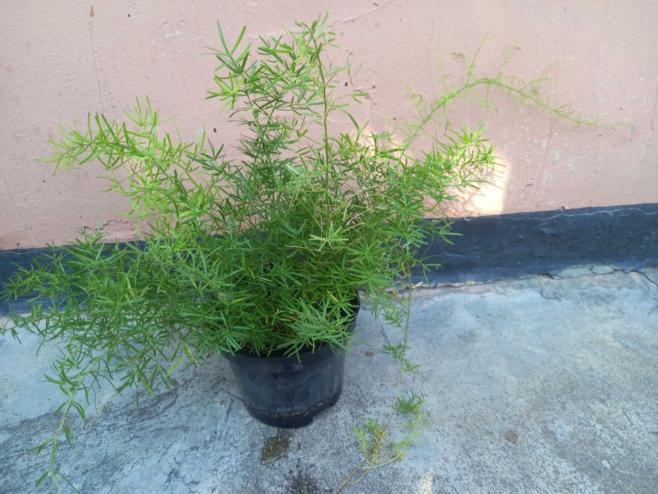 Продам цветочки.