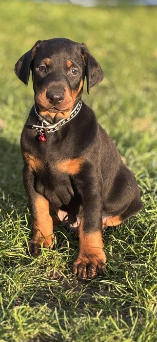 Doberman piesek