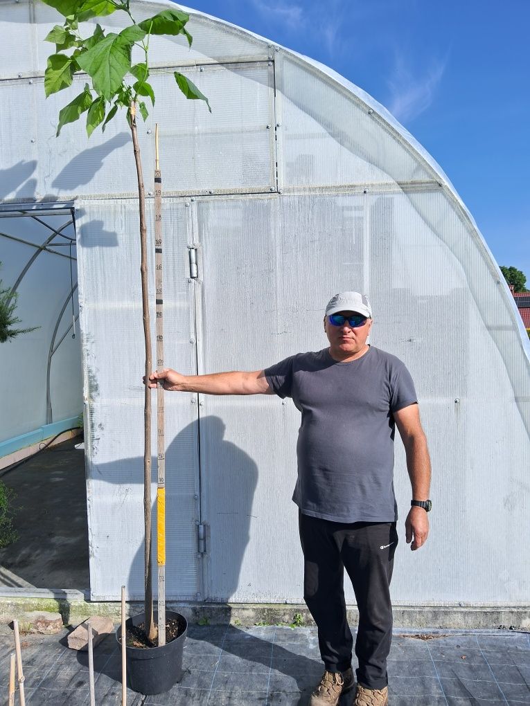 Катальпа НАНА Катальпа бегониевидная Нана Catalpa bignonioides Nana