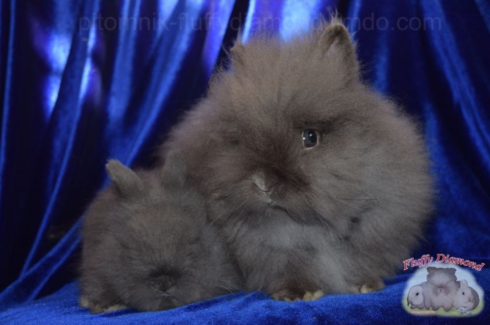 Карликова Ангора.  Кролик дуже пухнастий. З розплідника!