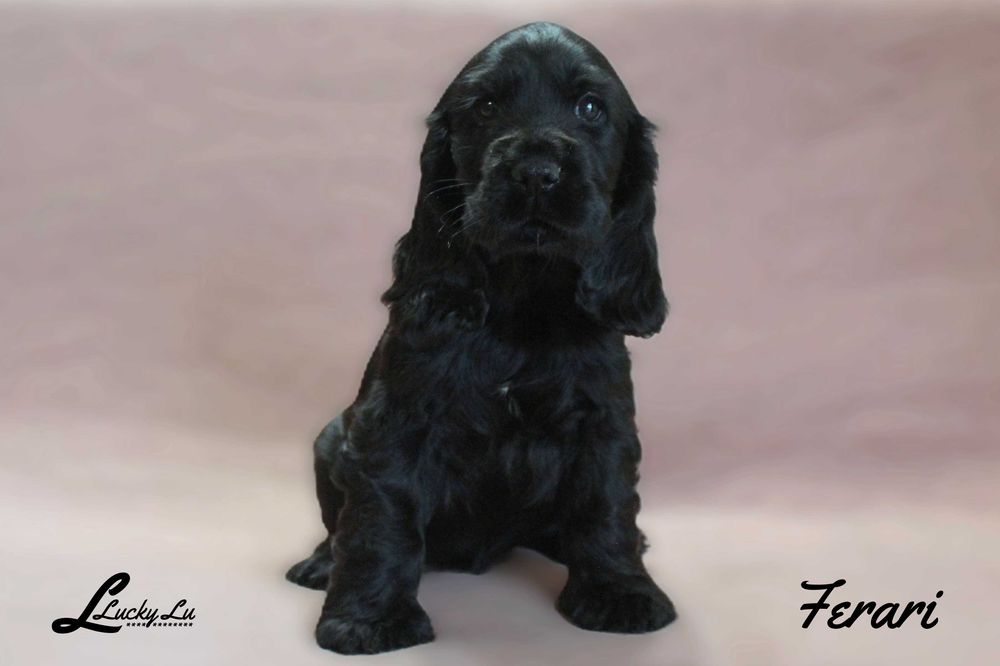 Szczenięta Cocker Spaniel Angielski - hodowla LUCKY LU