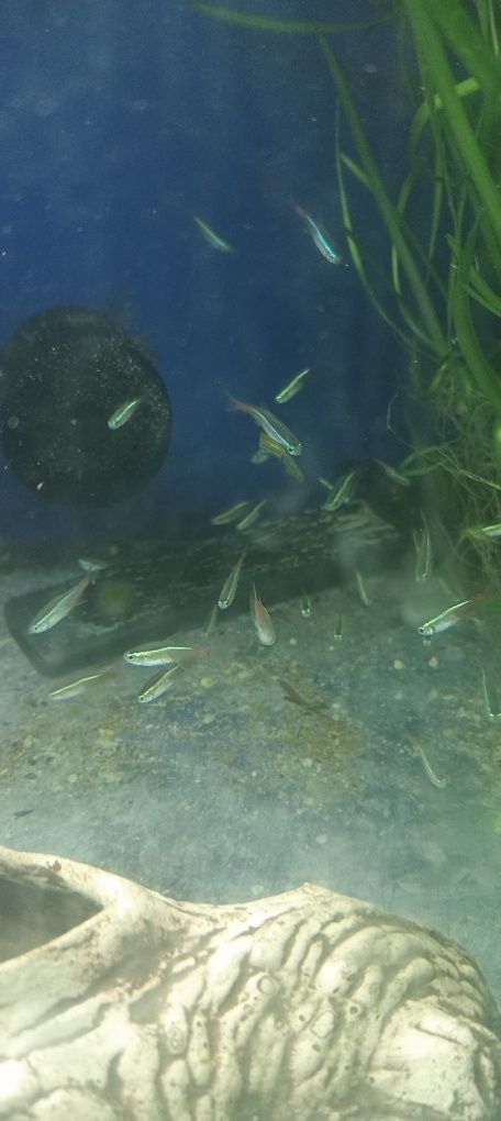 Neonki rozbiory kiryski