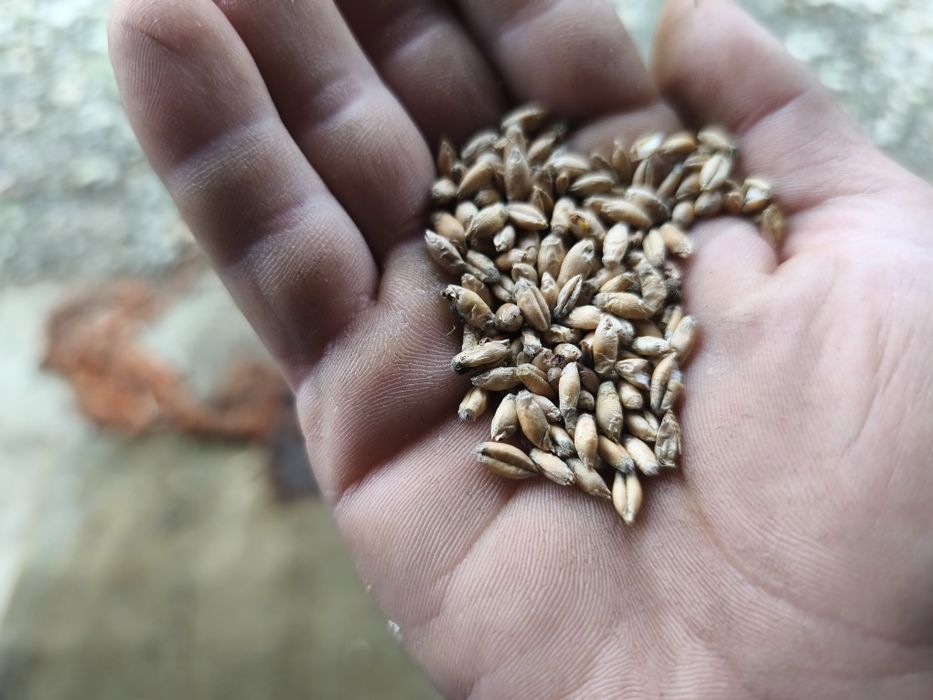 Sprzedam pszenżyto i pszenicę 2025