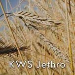 Żyto hybrydowe KWS Jethro