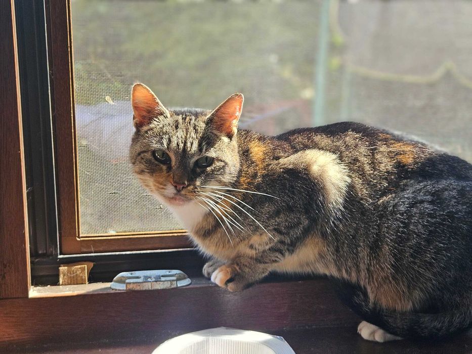 Kotka o łagodnym sercu szuka spokojnej rodziny