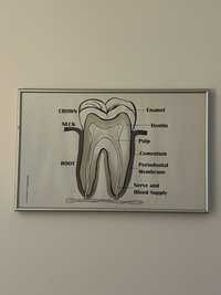 Quadros Medicina Dentária
