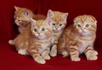 Рыжие шотландские котята