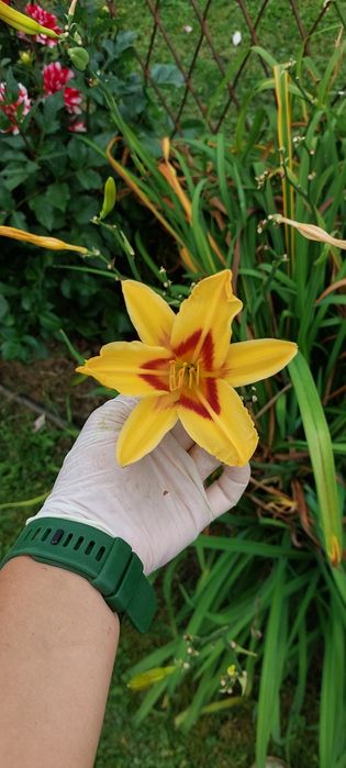 Liliowiec sadzonka
