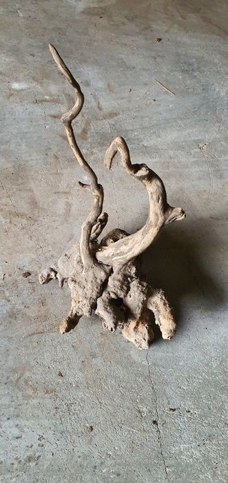 Raiz Decorativa. Arte Natural