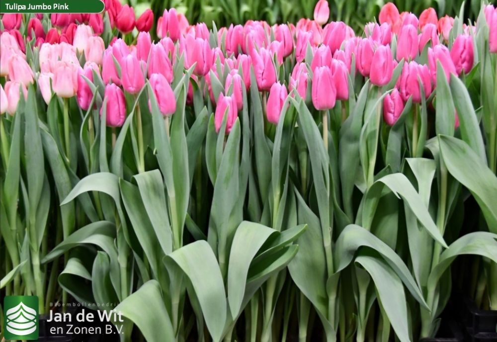 Якісні цибулини тюльпанів 12+ (Нідерланди)