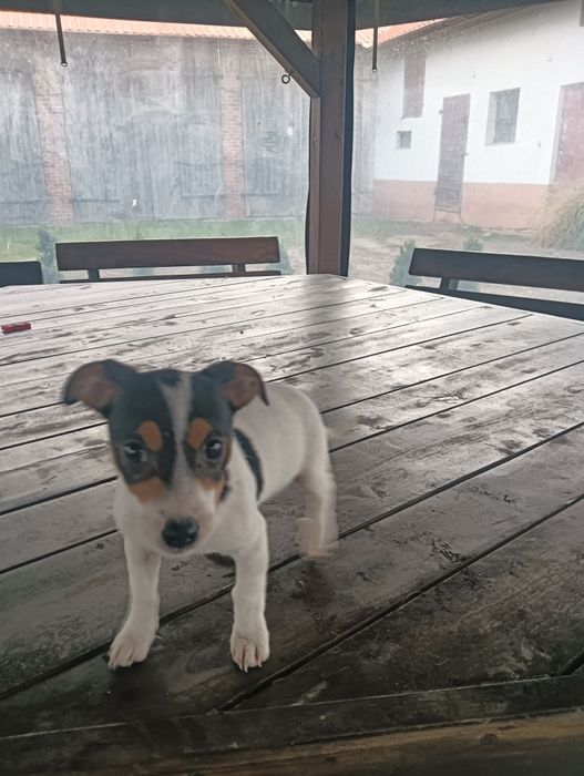 Sprzedam Jack Russell Terrier errier