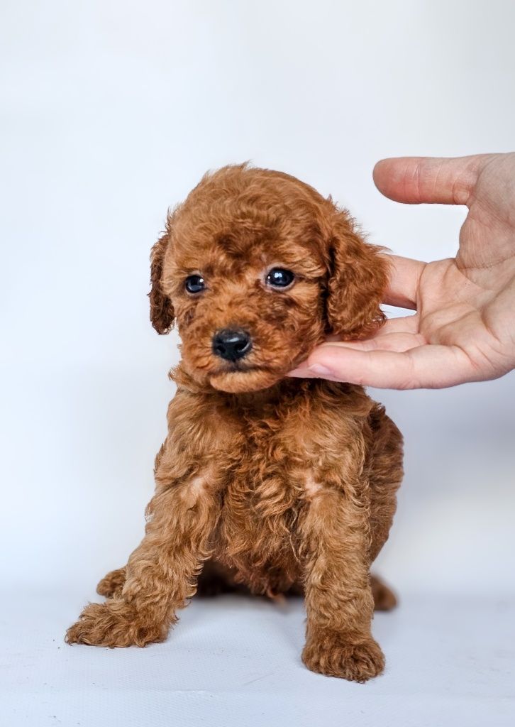 Pudel toy piesek Kosmo