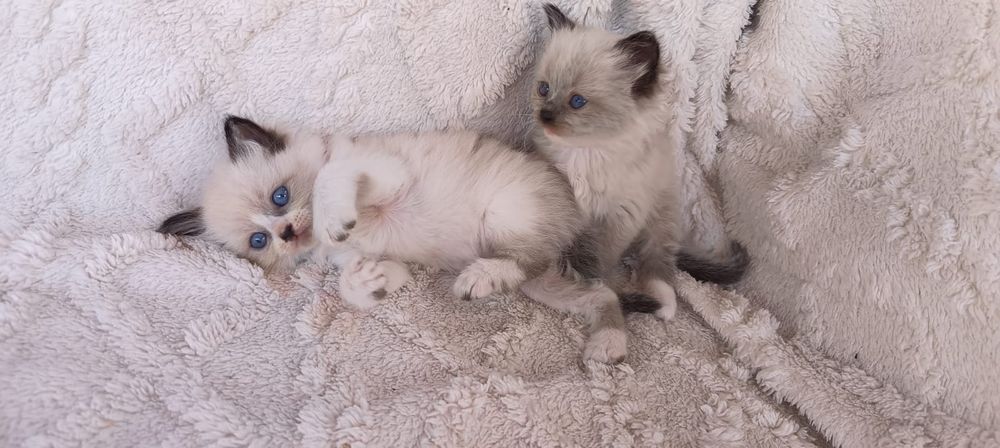 Ragdoll piękna dziewczynka