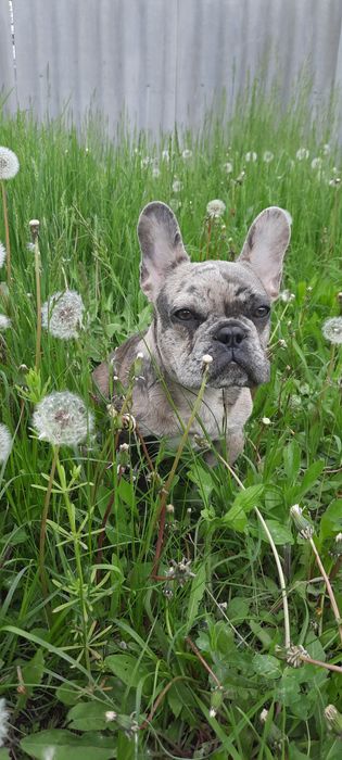 Француский бульдог вязка