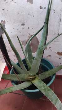 Aloe Vera grande em vaso