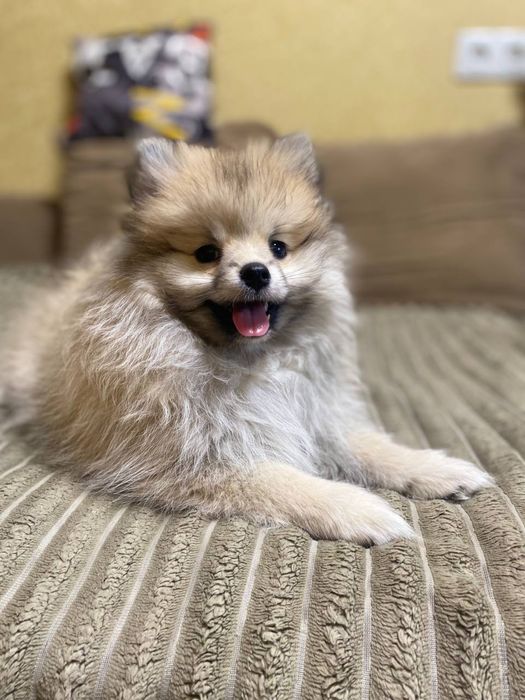 Продам Малышей Шпицов