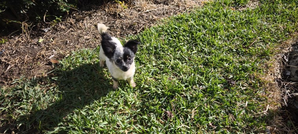 Chihuahua mini fêmea pelo longo disponível para entrega imediata