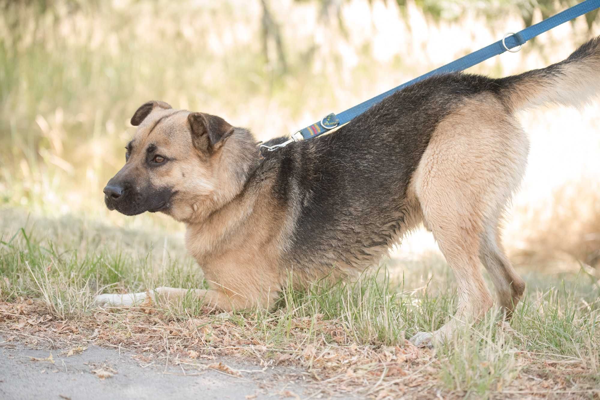 Spajki - młodziutki, wspaniały, słodziak do adopcji