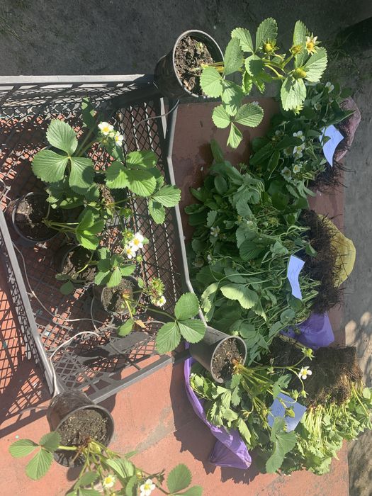 Саженцы годжи сортовые