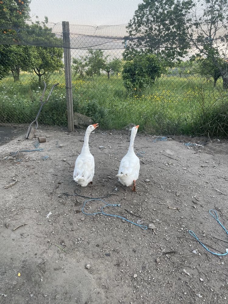 Vendo casal de gansos