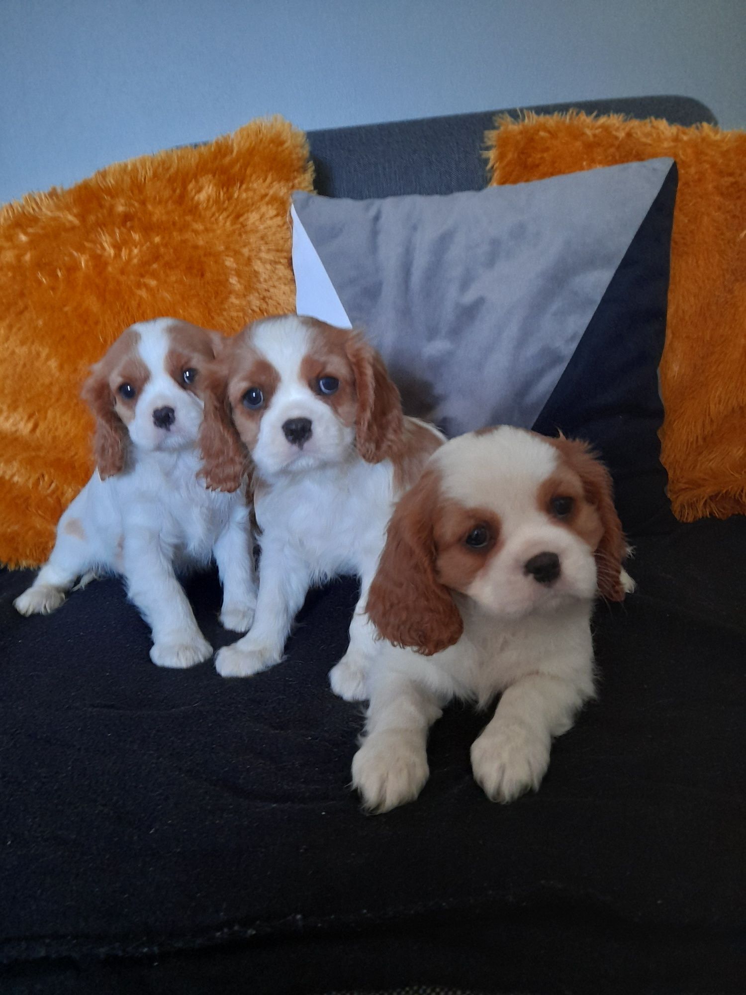 Szczeniaczek Cavalier King Charles Spaniel