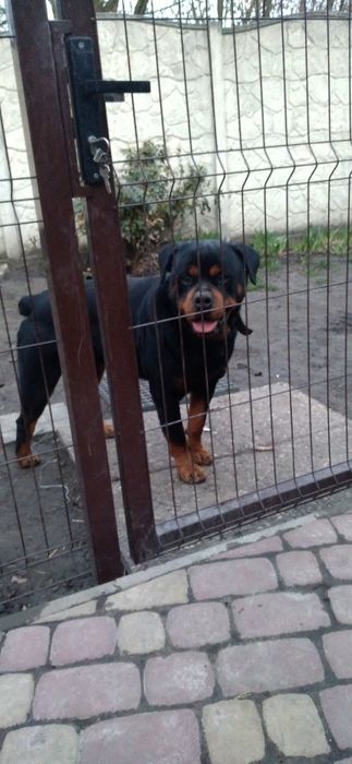 Чистокровные щенки Ротвейлеры.