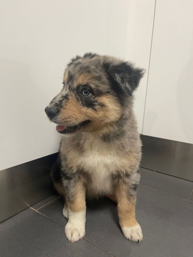 Border collie blue merle tricolor macho