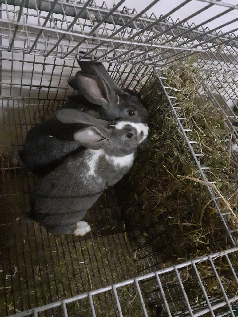 Coelhos  caseiros